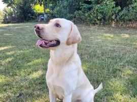 Labrador Male, Yellow, almost 3yrs, KC registered, Microchipped