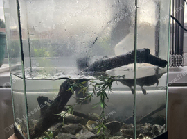 Map turtle for sale