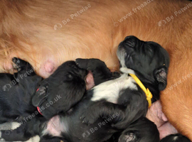 Beautiful black show type cocker spaniels
