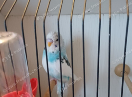 Budgie