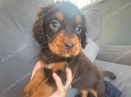 Beautiful chocolate and tan girl