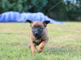 belgian malinois