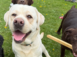 Labrador bitch yellow show type