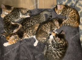 Bengal X DLH kittens