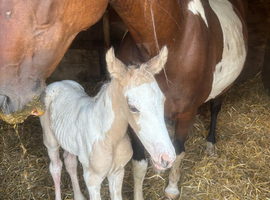 Stunning Irish sports horse X warmblood foal