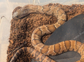 Hypo false water cobra