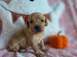 Kc registered health tested labrador puppies