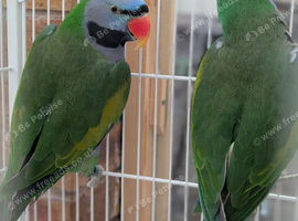 A pair of Lord Derbyans