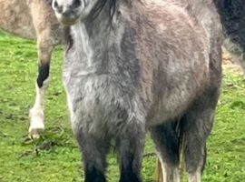3 year old Welsh Section A filly&rsquo;s