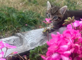 Boy kitten for sale