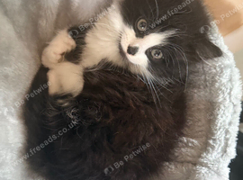 Female fluffy kitten