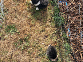 Baby rabbits for sale