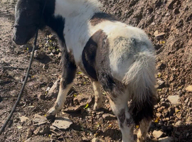 Black and white colt foal