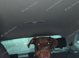 Doberman 9 Months old