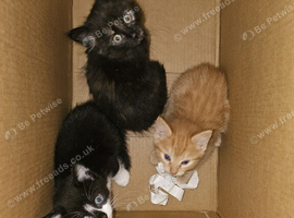 3 beautiful kittens for sale