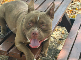 Micro pocket bully male