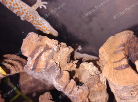 Tokay geckos