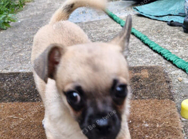 Puppy
