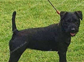 Patterdale dog pup