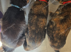 2 cats