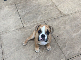 Girl puppy for sale