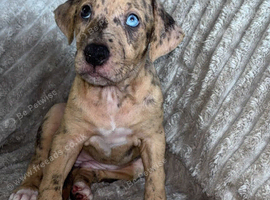 Bull lurcher puppy&rsquo;s
