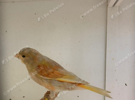 Canary for sale
