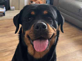 2 year old female (not KC registered)