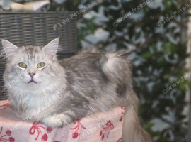 Sliver tabby maine coon boy