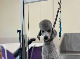 STUD KC silver miniature poodle