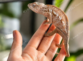 Female panther chameleon