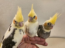 Cockatiel chicks hand tame