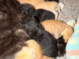 4X ginger 2X black kittens