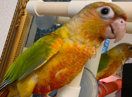 Handreared Conures! &pound;280 ono