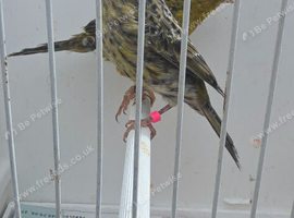 BEAUTIFUL PROVEN PAIR LIZARD CANARIES