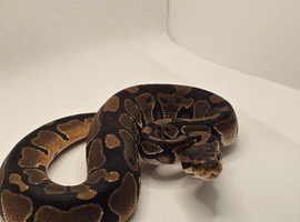 6wk old het Axanthic TSK ball python