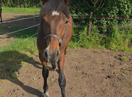 Irish Draught Yearling Gelding