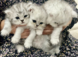 Beautiful Persian Kittens