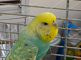 Rainbow hen budgie.