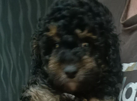 Beautiful Toy poodle puppies.