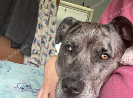 Leopard dog mix Great Dane