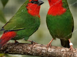 Red & Blue faced 'Hen' Parrot finches Wanted!