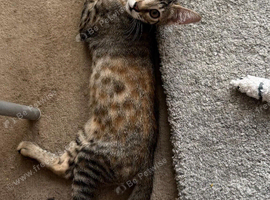 Savannah kittens