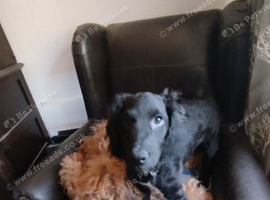 Cockapoo F2 ,three months old