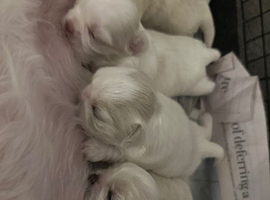 Five Beautiful White Imperial / Tea- Cup Shih Tzu&rsquo;s