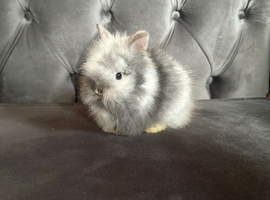 Last boy lionhead baby bunny for sale