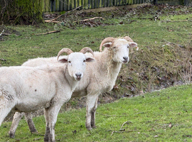 Wiltshire Horn Ewes