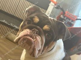 10 month old English bulldog