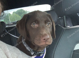 Chocolate male
