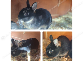 Netherland Dwarf Rabbits